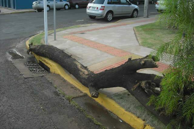  Tronco de &aacute;rvore obstrui rampa de cadeirante na &aacute;rea central da Capital