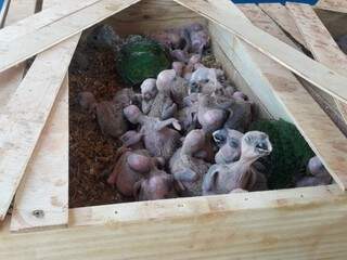 Filhotes de papagaios apreendidos estavam sendo transportados em caixas de madeira (Foto: PMA/Divulgação)