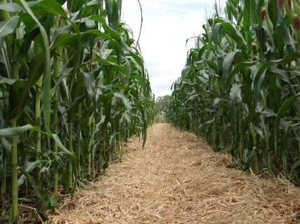 Técnica permite economia de 30% de água no plantio de milho