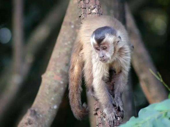 Macacos n&atilde;o t&ecirc;m culpa por febre amarela, alerta quem vive perto deles