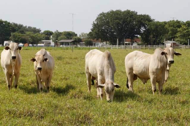 Consumo diminui e pre&ccedil;o da arroba do boi gordo ca&iacute; 3,1% em dezembro