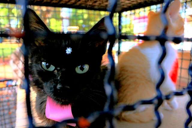 Em feira de ado&ccedil;&atilde;o, c&atilde;es e gatos t&ecirc;m chip e alerta: "N&atilde;o &eacute; brinquedo"