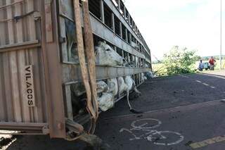 Bois presos na gaiola de caminhão tombado na Duque de Caxias (Foto: Saul Schramm)