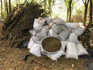 Policiais incineram 6,5 toneladas de maconha em acampamentos do tr&aacute;fico 