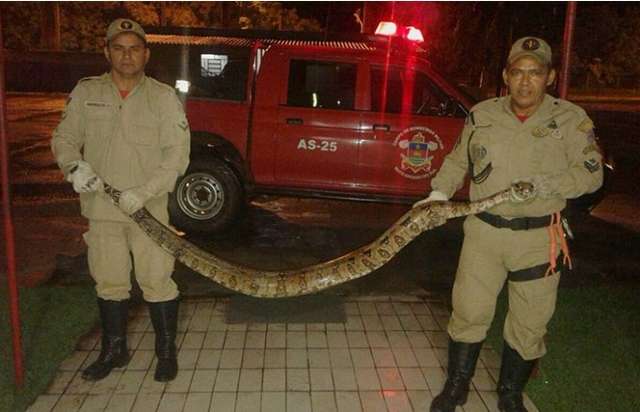 Em 5 horas, bombeiros capturam duas jiboias em bairros de munic&iacute;pios 