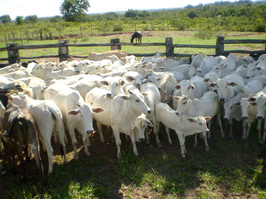  Pol&iacute;cia prende duas pessoas acusadas de roubar gado em Ribas do Rio Pardo 