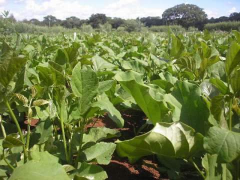 Embrapa faz exposi&ccedil;&atilde;o de novas tecnologias para agricultores familiares