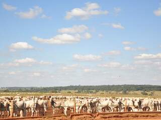 Abate de bovinos aumentou no quarto trimestre de 2011 aumentou 9,9%, segundo o IBGE. (Foto: João Garrigó)