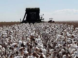 Máquinas colhendo algodão nesta semana em Mato Grosso do Sul (Foto: Robson Carlos dos Santos)