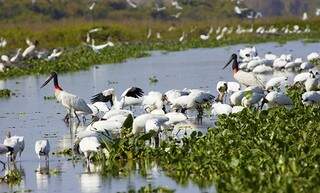 Projeto propõe regras para gestão e conservação do Pantanal (Foto: Divulgação)
