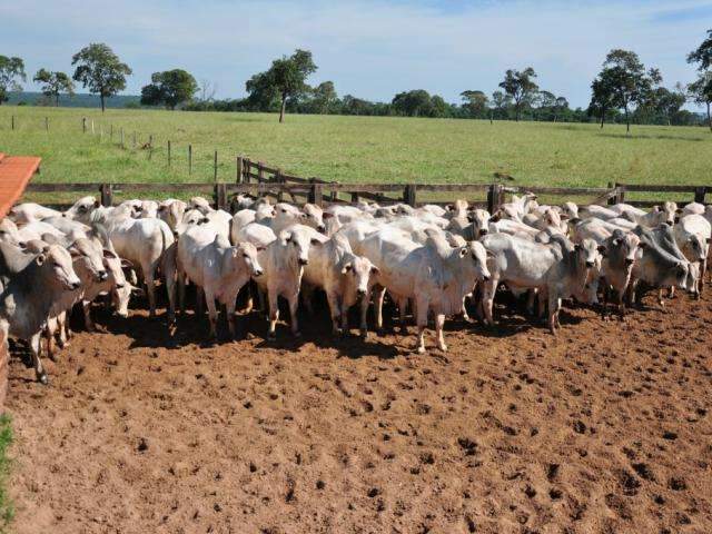 Reabertura do mercado russo para carne su&iacute;na e bovina deve beneficiar MS