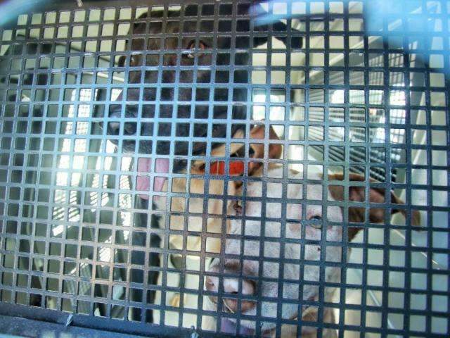 &quot;Ele poderia ter morrido&quot;, diz irm&atilde; de homem atacado por pit bulls 