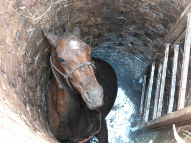  Em Ivinhema, bombeiros resgatam cavalo que caiu em fossa 