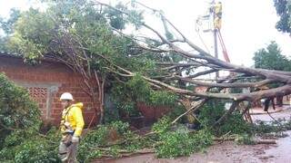 Uma árvore caiu sobre uma residência no bairro Canaã 1. (Foto: Ailton dos Santos/Divulgação)