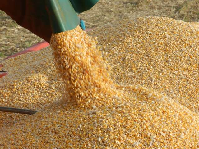 Colheita recorde de milho em MS n&atilde;o muda problemas no campo, dizem produtores