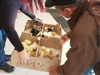 Produtor leva pintinhos para soltar dentro de agência do Banco do Brasil Produtor leva pintinhos para soltar dentro de agência do Banco do Brasil