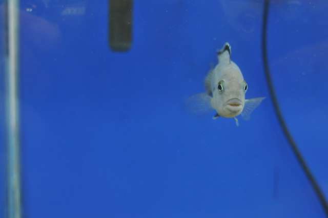 Tribunal de Contas parou fiscaliza&ccedil;&atilde;o no Aqu&aacute;rio do Pantanal h&aacute; 10 meses 