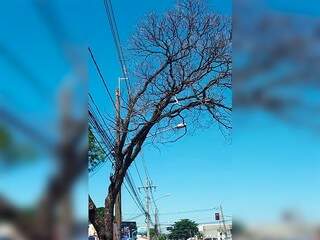 Árvore tem risco de queda na Avenida Tamandaré (Foto: Direito das Ruas)