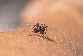 Aumenta n&uacute;mero de casos investigados de Febre do Chikungunya no Estado