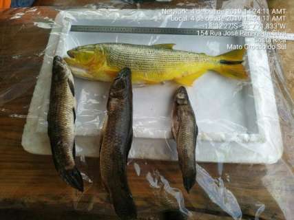 De pesca do Dourado a desmate, Pré-Piracema soma R$ 864 mil em multas