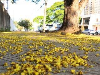 Tapete com flores do sibipirunas forram as calçadas de Campo Grande (Foto: Henrique Kawaminami) 