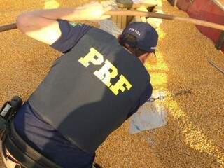 Policial rodoviário retira maconha de caminhão lotado de milho apreendido em Dourados (Foto: Adilson Domingos)