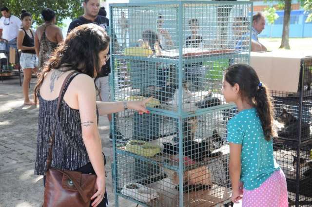 Feira de ado&ccedil;&atilde;o faz deste domingo dia para come&ccedil;ar novas amizades