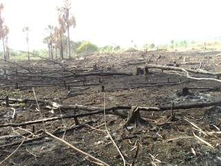 Segundo a PMA, desmatamento e incêndio atingiu 3 hectares de chácara em Rio Verde. (Foto: Divulgação)