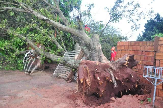 &Aacute;rvores caem durante chuva e causam preju&iacute;zo no Jd. Presidente