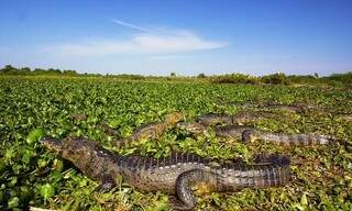 Observação de jacarés é uma das atrações nos passeios no Pantanal (Foto: Reprodução)