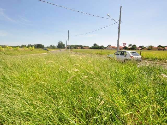 Mato alto esconde rotat&oacute;ria no bairro Santo Amaro