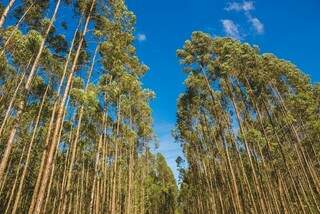 Suzano adquiriu projeto de produção de eucaliptos e área de mais de 100 mil hectares (Arquivo)