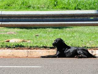 &quot;Guardião de quatro patas&quot; não deixou cadela morta por nenhum minuto. (Fotos: Rodrigo Pazinato)