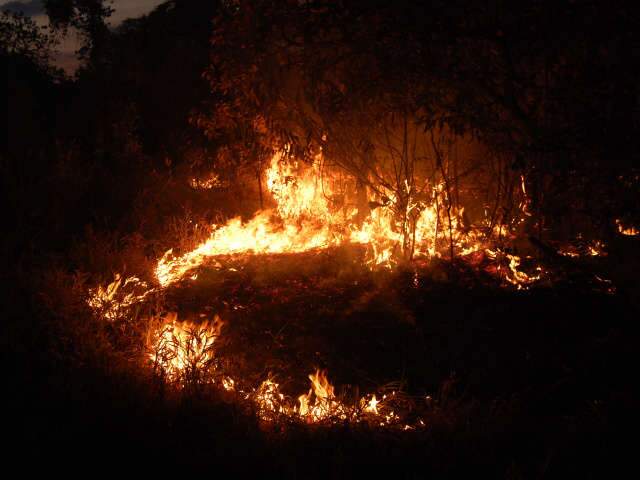  Inc&ecirc;ndio destr&oacute;i &aacute;rea de reserva no Jardim Presidente em Campo Grande