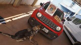 Droga foi localizada hoje em treino de cães farejadores. (Foto: Divulgação/PF)