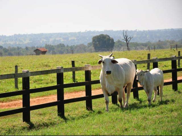 Com meta de imunizar 8 milh&otilde;es de animais, vacina&ccedil;&atilde;o tem in&iacute;cio em MS