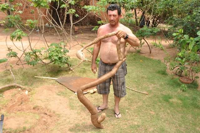Morador colhe mandioca gigante e faz propaganda: "terra &eacute; boa"