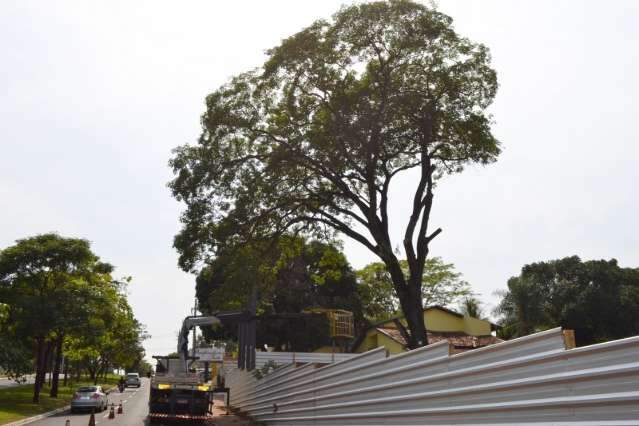 Corte de ip&ecirc; de 50 anos provoca como&ccedil;&atilde;o em Campo Grande