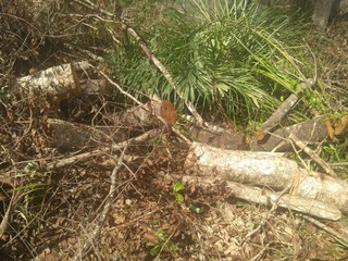 Dez árvores da espécie aroeira foram cortadas em Sidrolândia (Divulgação/PMA)