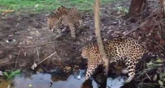 Turistas s&atilde;o incentivados a usar &quot;ceva&quot; para atrair on&ccedil;as no Pantanal