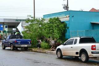 Pelo menos duas árvores caíram em residências, segundo Corpo de Bombeiros. (Foto: José Carlos/Caarapó News)