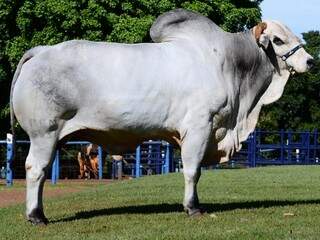 REM USP, o touro destaque da Genética Aditiva. (Foto: Divulgação)