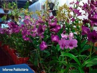 Valor das orquídeas começa em R$ 18,00.