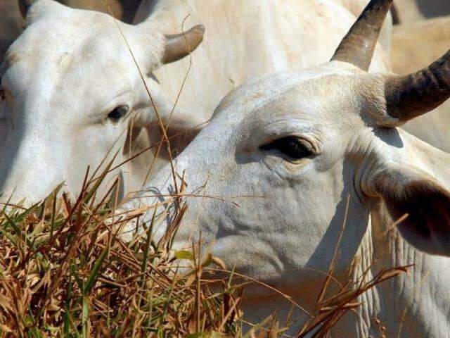 Novo sistema vai agilizar atendimento de emerg&ecirc;ncias veterin&aacute;rias