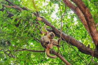 Macaco mora nos topos das árvores ao redor da prefeitura (Foto: Paulo Francis)