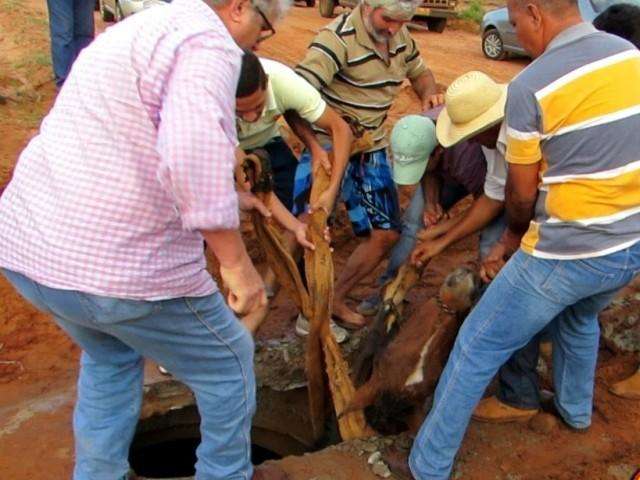 Cavalo cai em buraco &agrave;s margens da BR-262 e &eacute; resgatado por moradores