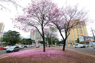 Ipês floridos na Avenida Afonso Pena. (Foto: Edemir Rodrigues)
