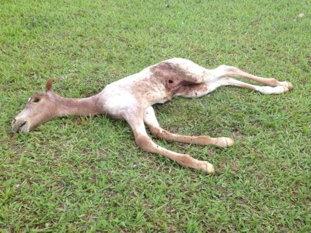 Potro com cinco dias de vida &eacute; morto a facadas em zona rural de Bataypor&atilde;