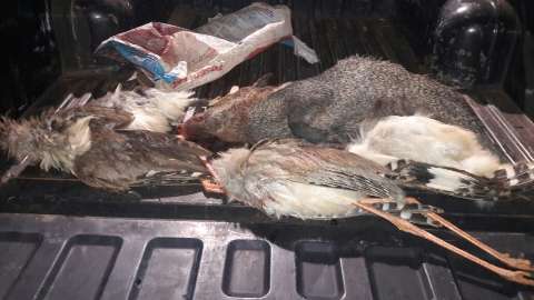 Polícia prende caçador com três seriemas mortas em Anhanduí