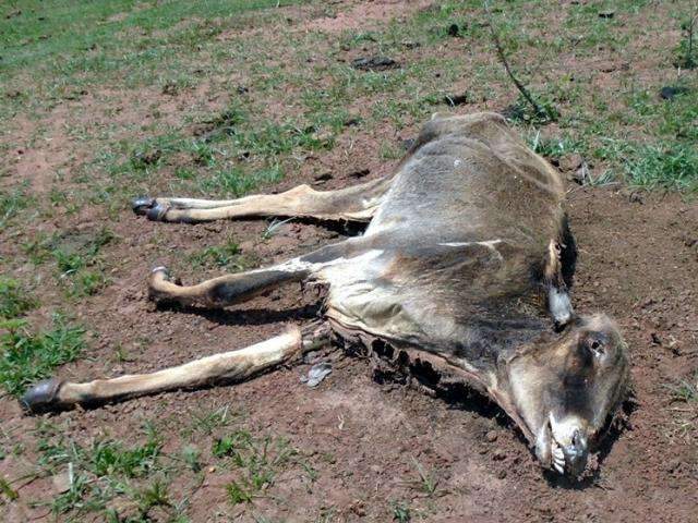 Fazendeiro &eacute; multado em R$ 64 mil por abandonar gado que morreu de fome